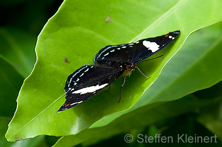 173 Feinschmecker - Catonephele numila